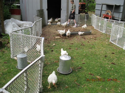 Cornish X youngsters with baby gate fencing. Grass will be totally ...