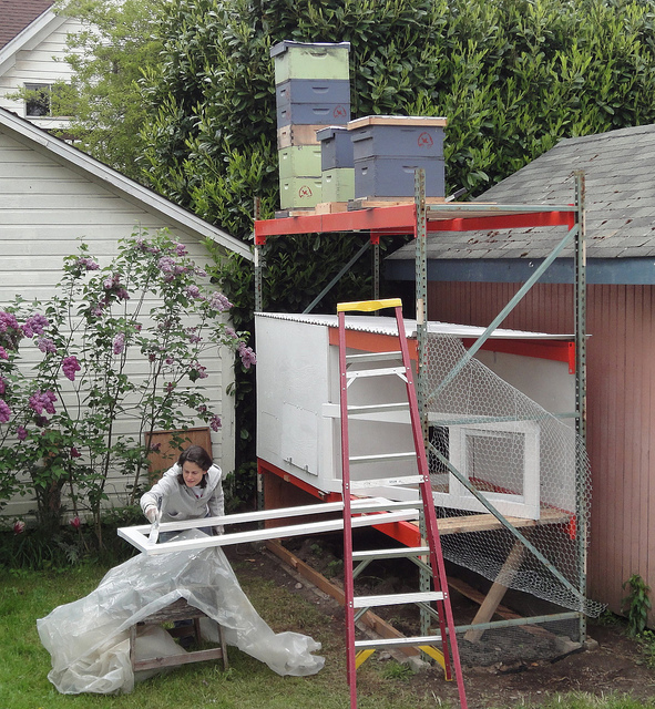 A beekeeper adds hives to the top of the chicken coop.