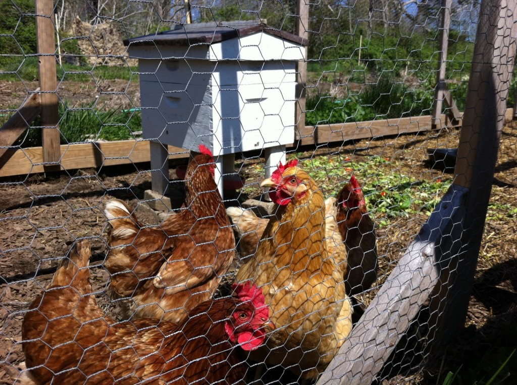 Beehive in the chicken run.