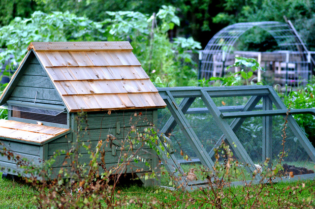 A chicken tractor can be moved through your yard and gardens.
