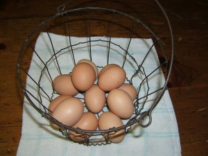Save The Eggs CC-Chilson