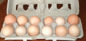 Save the Eggs CC-Chilson