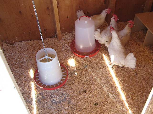 Photo Credit: Some wormers can be added to the flock's drinking water.
