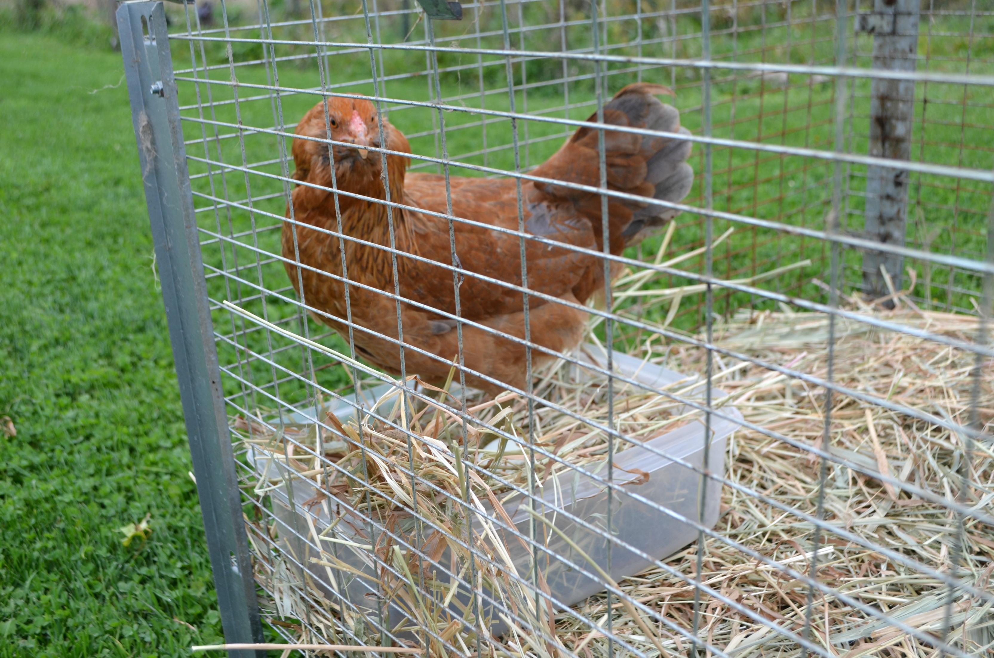 DIY Quarantine Set Up | Community Chickens