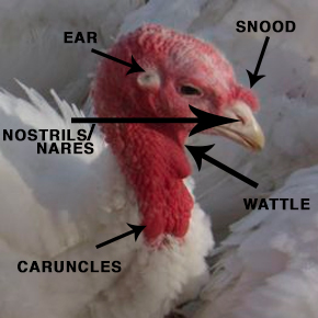 Anatomy of a Chicken
