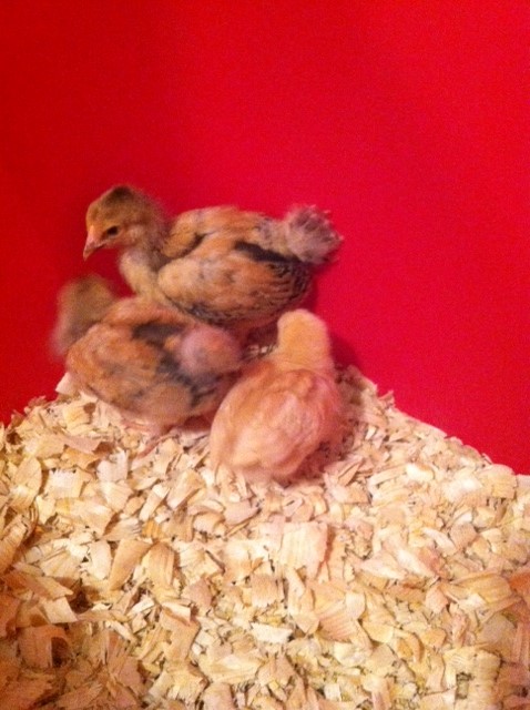 Chicks1