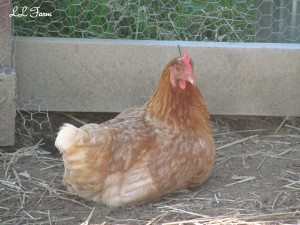 chicken picture for Community Chickens