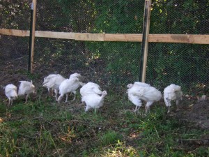 Turkey Farming-CC-chilson