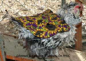 Alice also wore a saddle during a heavy molt.  She has frizzled feathers