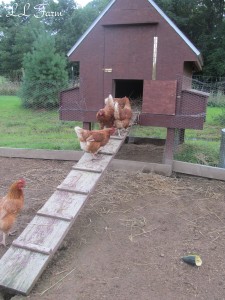 nosy ladies because cleaned coop, new straw resized