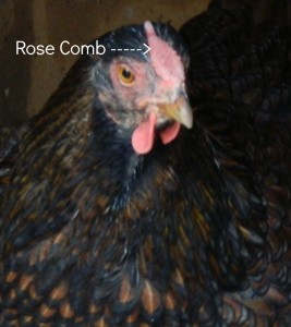 Rose Comb