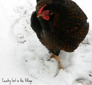 Snowy Chicken