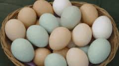 Easter egger eggs