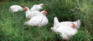 a-quick-refresher-on-chicken-breeds-raised-for-meat-article