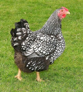 silver laced
