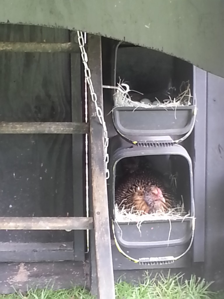 The nesting boxes for the Choo Choo Coop are old kitty-litter tubs.