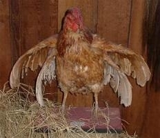 4_winged_chicken