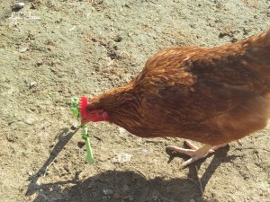 chicken eating kale stem resized