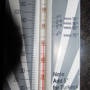 poultry thermometer resized half