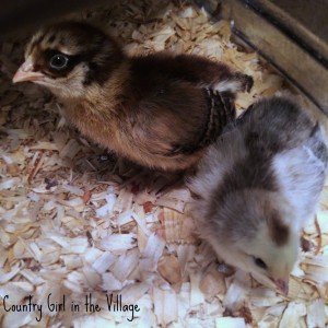 Baby Chicks in the brooder