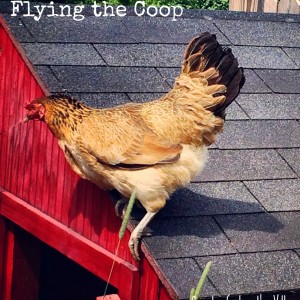 Flying the Coop