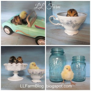 baby chic collage with blog address