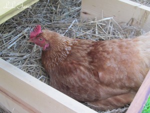 chicken in nesting box, resized and marked