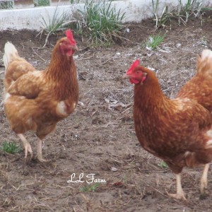 chickens, resized and marked