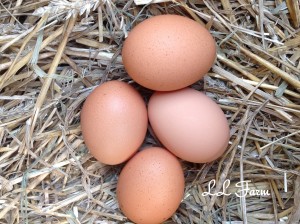 eggs in the nesting box resized and marked LL Farm