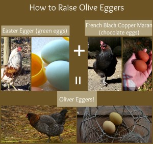 Olive Egger Collage