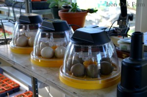 Olive Eggers and Black Spanish Turkey Eggs in Incubators