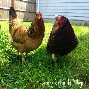 Backyard Chickens. Homemade Fly Spray using essential oils for your backyard birds. 