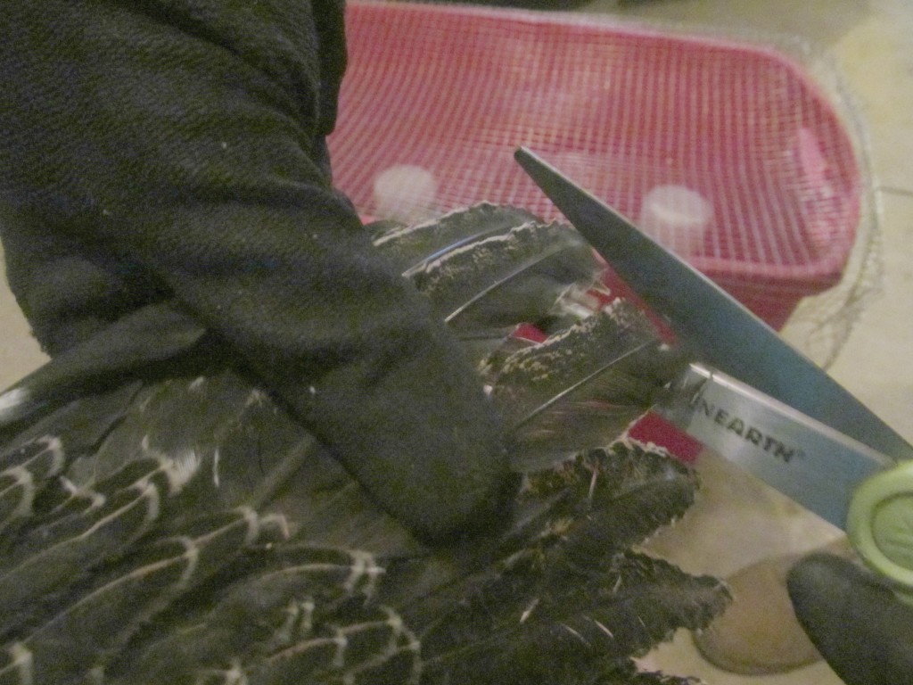 clipping turkey wings