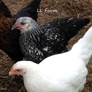 silver laced and white rock
