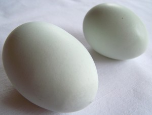 Auraucana Egg 2