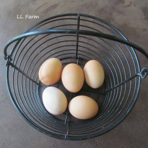 eggs in egg basekt