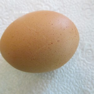 single egg