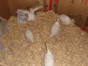 "I believe I can fly" - month old turkeys in new cardboard enclosure.