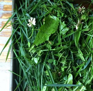 Preserving Grass Clippings, Dandelion and Clover to feed your chickens in the Winter. 