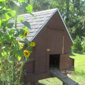 coop with sunflowers