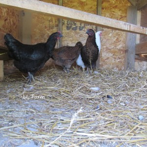 new flock inside coop