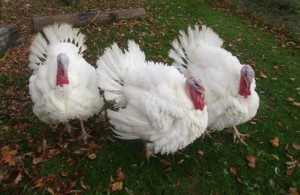 The Turkeys Who Thought (Chilson)