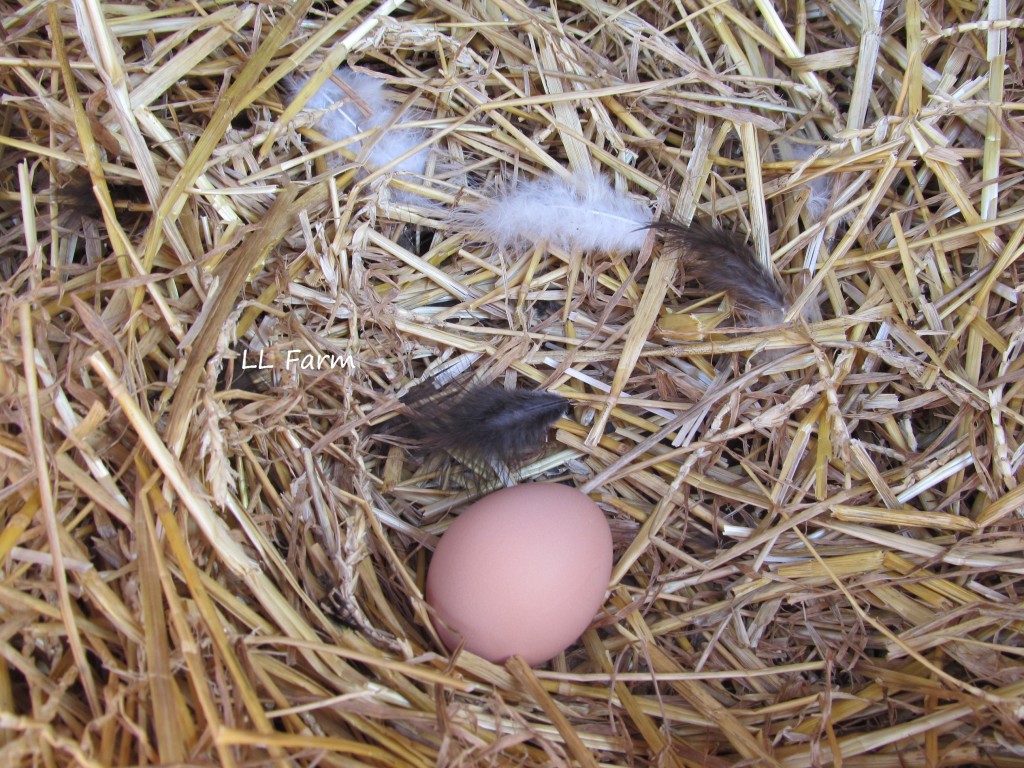 juvenile molting and laying eggs