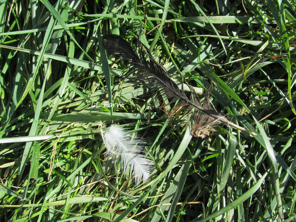 juvenile molting feathers on ground