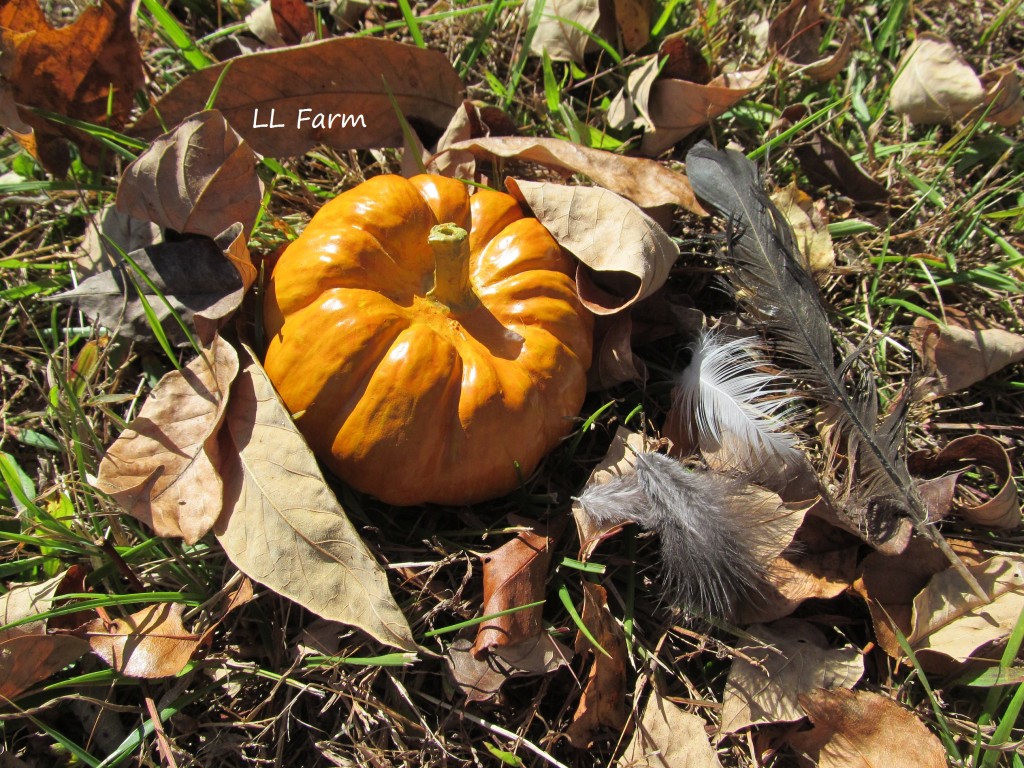 molting feathers and pumpkin in yard