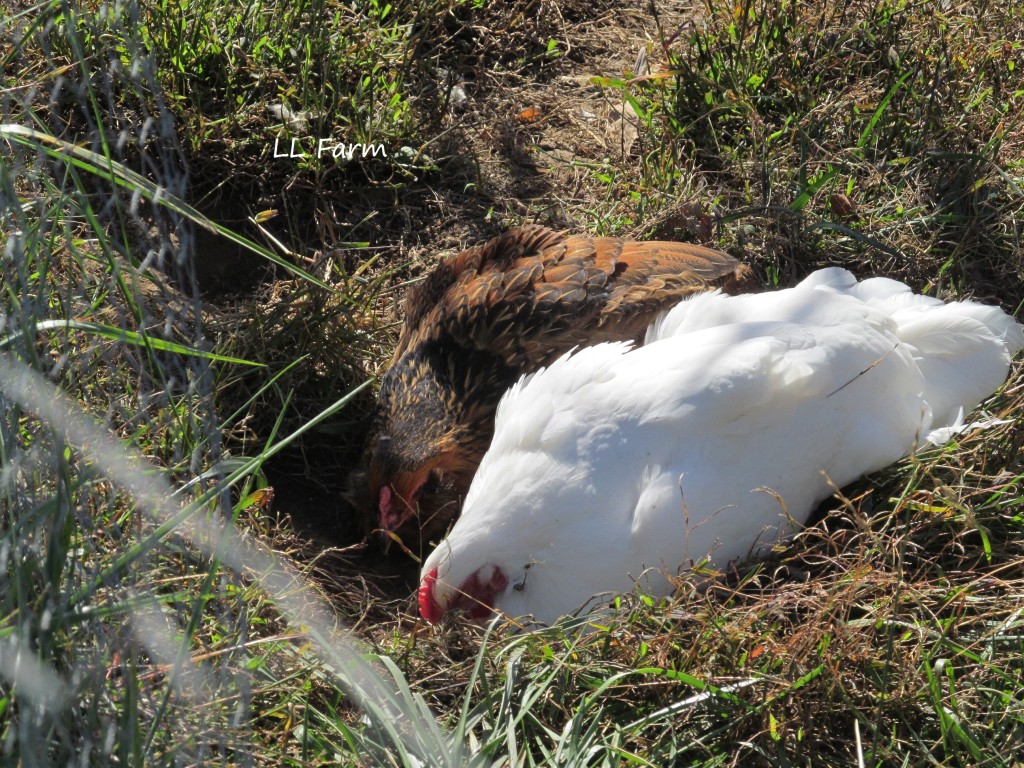 chickens making a dust bathing hole