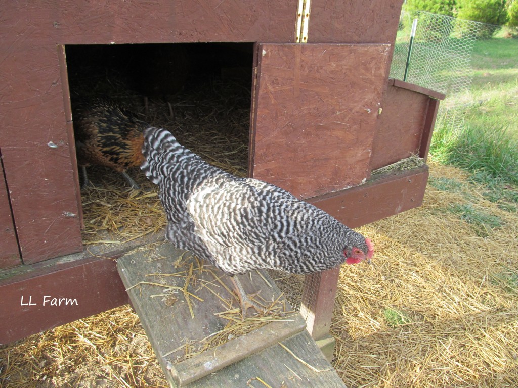 She doesn't even walk out of the coop...she flies!