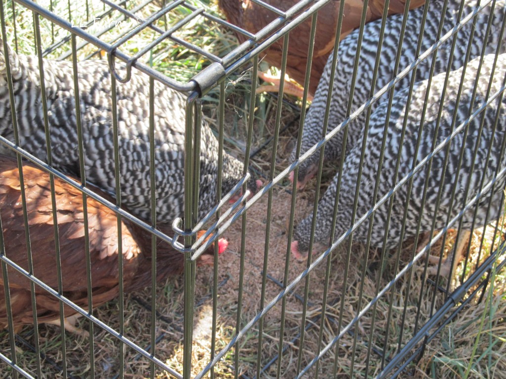 took bottom out of crate so chickens can scratch ground