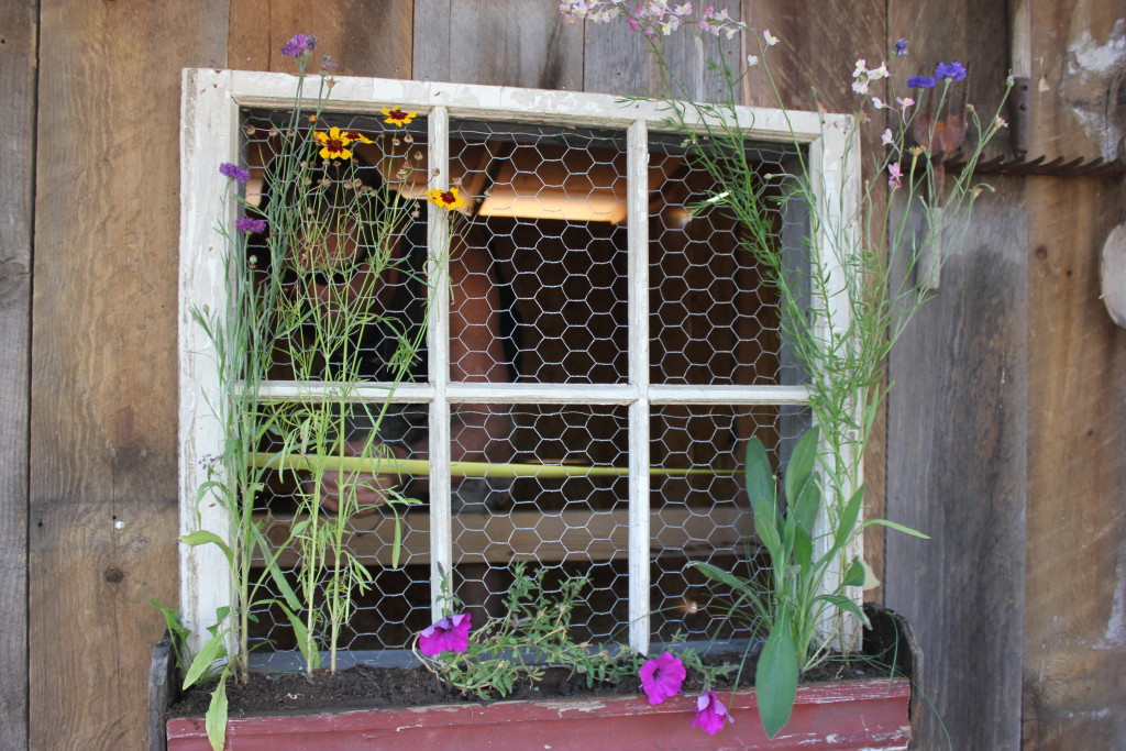 Finishing Chicken Coop and Floral Photos September 2013 023