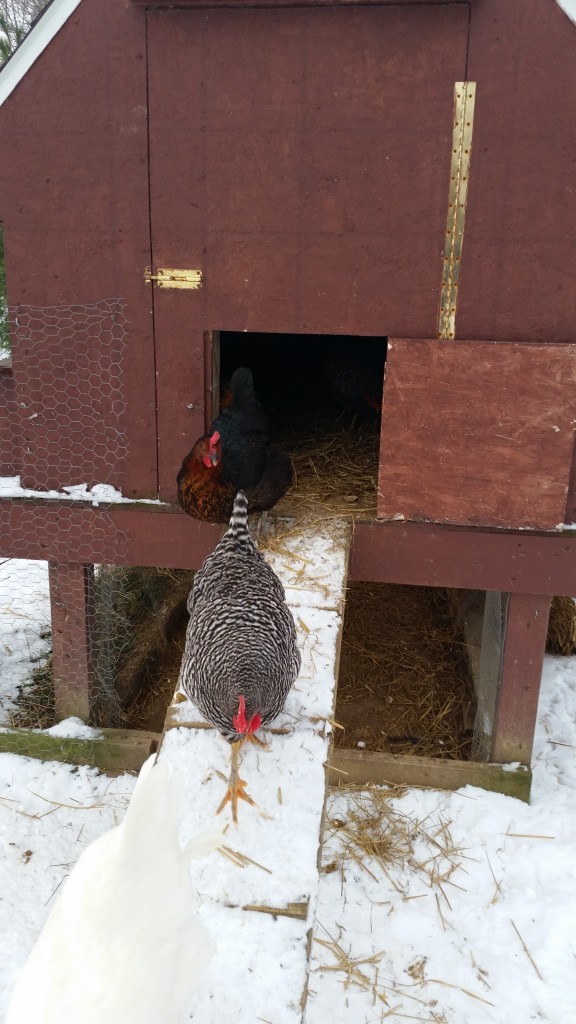 keeping chickens in the winter